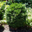 Arborvitae, Hetz Midget Arborvitae, Mini Arborvitae