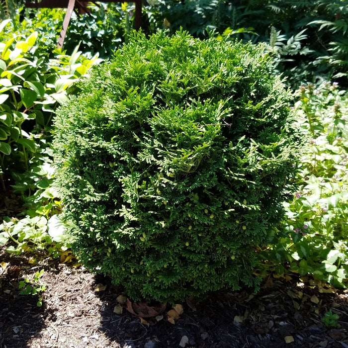 Arborvitae, Hetz Midget Arborvitae, Mini Arborvitae