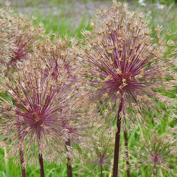 Allium, Globemaster Ornamental Onion