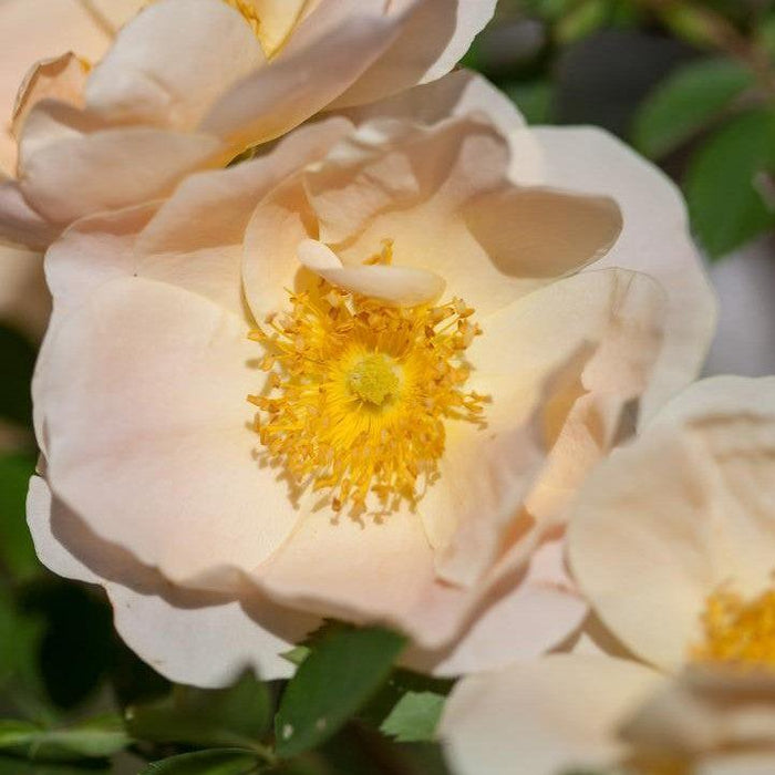 Rose, Rosa Above and Beyond™ Climbing Rose