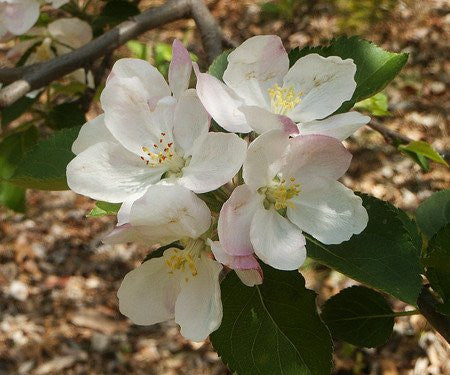 Apple, Red Delicious, 7 gal. (5-7 ft)