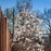 Magnolia, First Editions® Centennial Blush Star Magnolia