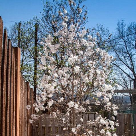 Magnolia, First Editions® Centennial Blush Star Magnolia