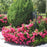 Rose, Flower Carpet® Pink Rose