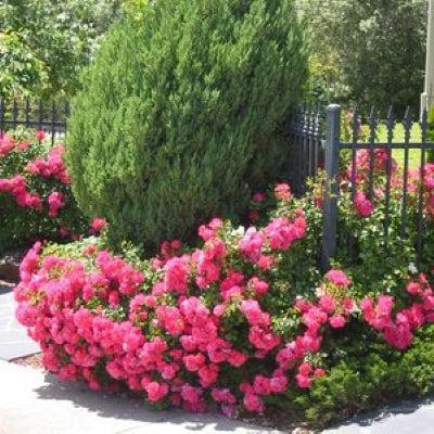 Rose, Flower Carpet® Pink Rose