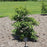 Sassafras albidum  - Sassafras