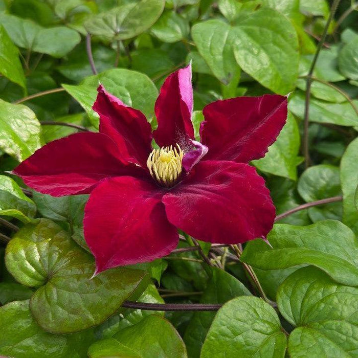 Clematis, Charmaine™ Clematis