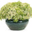 Sedum 'Bundle of Joy'  - Rock 'N Round® Bundle of Joy Stonecrop