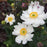 Anemone, Fantasy™ Snow Angel Anemone