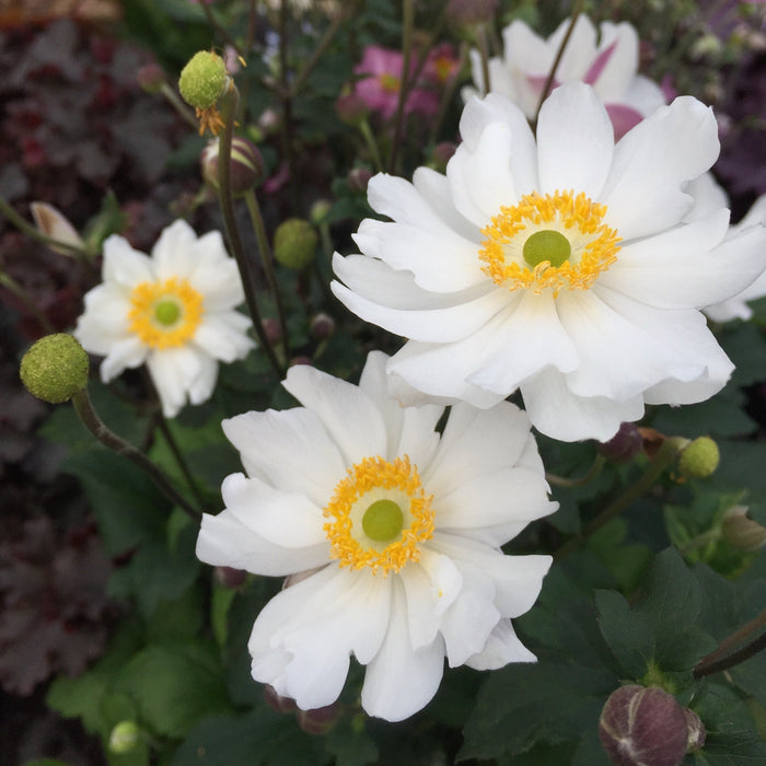 Anemone, Fantasy™ Snow Angel Anemone
