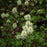Fothergilla, Mountain Witch-Alder, Tall Fothergilla