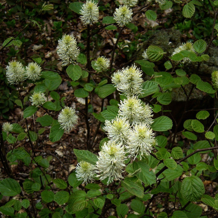 Fothergilla, Mountain Witch-Alder, Tall Fothergilla