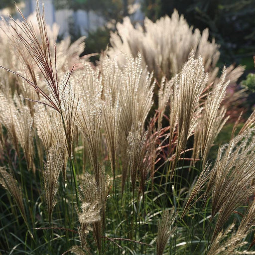 Grass, Adagio Maiden Grass