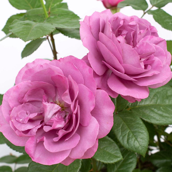 Rose, Plum Perfect