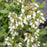Vaccinium 'ORUS-61-1'  - Bushel and Berry® Perpetua® Blueberry