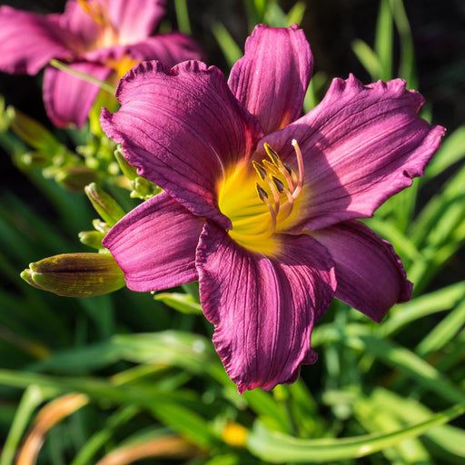 Daylily, Little Grapette Daylily