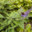 Butterfly Bush, Pugster Blue® Dwarf Butterfly Bush