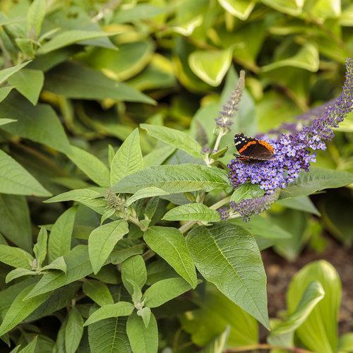 Butterfly Bush, Pugster Blue® Dwarf Butterfly Bush