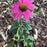 Coneflower, PowWow® Wild Berry Echinacea