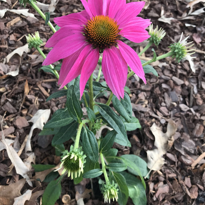Coneflower, PowWow® Wild Berry Echinacea