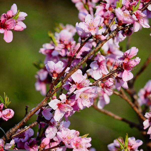 Peach, Contender (Prunus Contender), 7 gal.