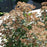 Joe Pye Weed, Little Joe Pye Weed