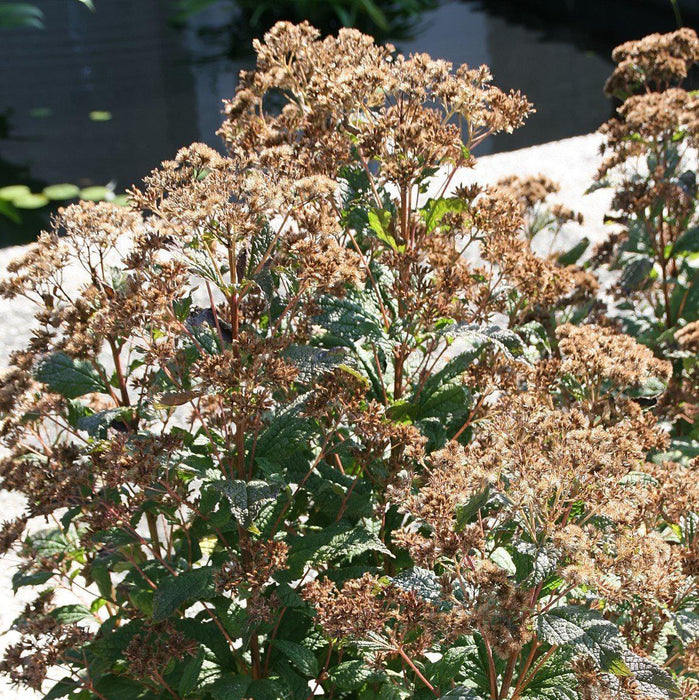 Joe Pye Weed, Little Joe Pye Weed