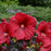Hibiscus, Summerific® Holy Grail Hibiscus
