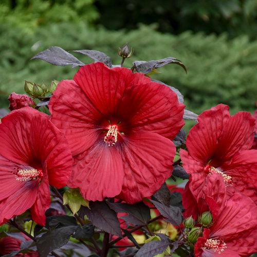 Hibiscus, Summerific® Holy Grail Hibiscus