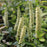 Sweetspire, PW® Fizzy Mizzy® Sweetspire