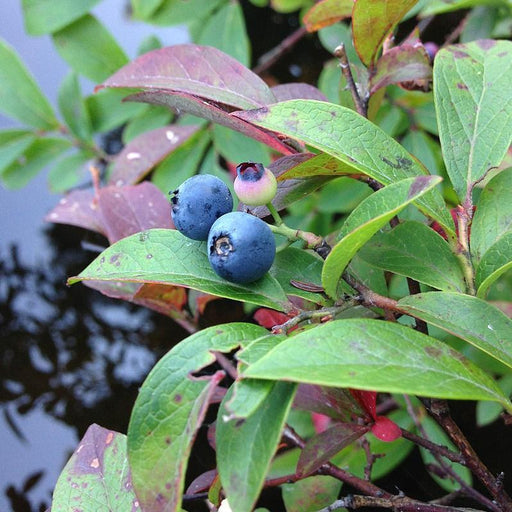 Blueberry, Pink Icing® Blueberry