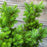 Taxus x media 'Densiformis'  - Dense Spreading Yew