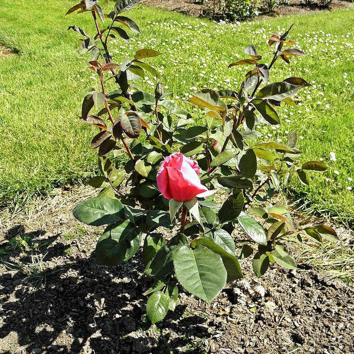 Rose, First Prize Hybrid Tea Rose