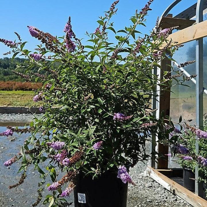 Butterfly Bush, MONARCH® Glass Slippers Butterfly Bush