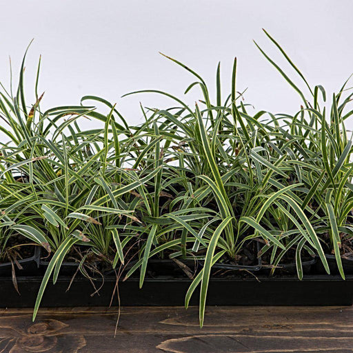 Lily Turf, Variegated Lily Turf