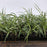 Grass, Variegated Lily Turf