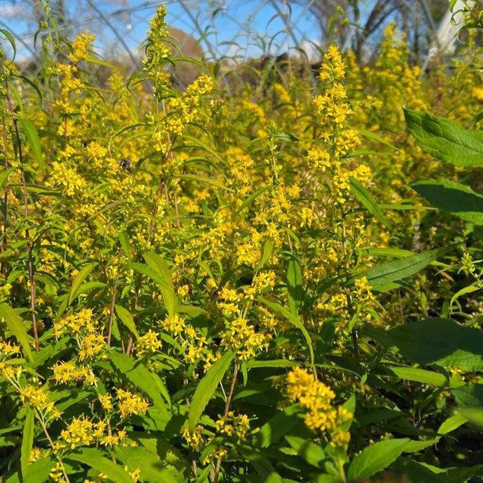 Goldenrod, Rough Goldenrod