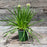 Allium, Millenium Ornamental Onion