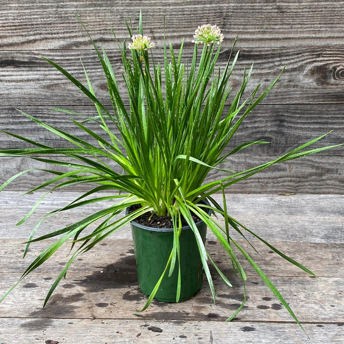 Allium, Millenium Ornamental Onion