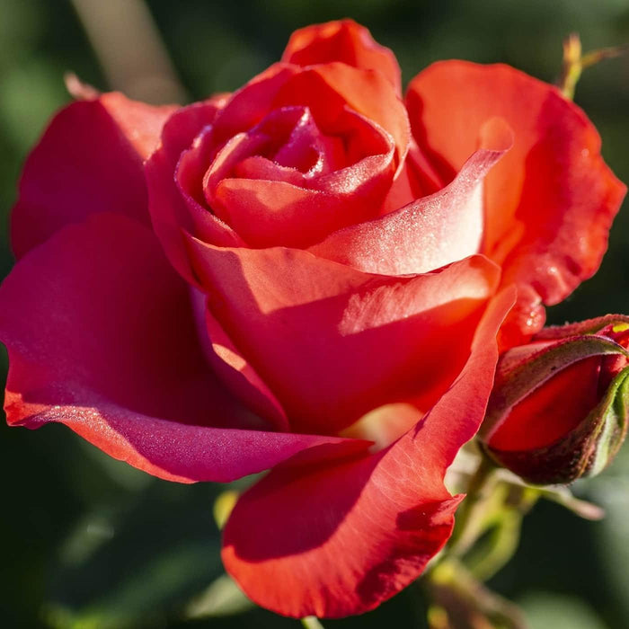 Rose, Marmalade Skies™ Rose