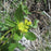 Zizia aptera  - Heart Leafed Meadow Parsnip