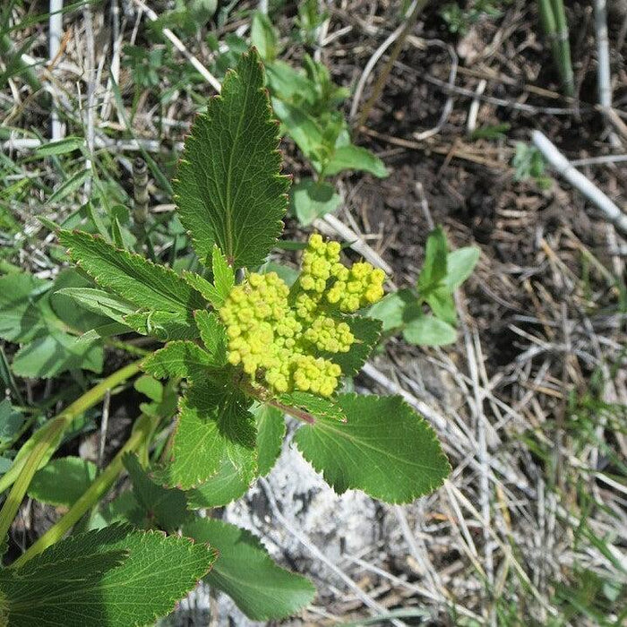 Zizia aptera  - Heart Leafed Meadow Parsnip