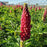 Lupine, Gallery Red Lupine