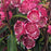 Mountain Laurel, Kaleidoscope Mountain Laurel
