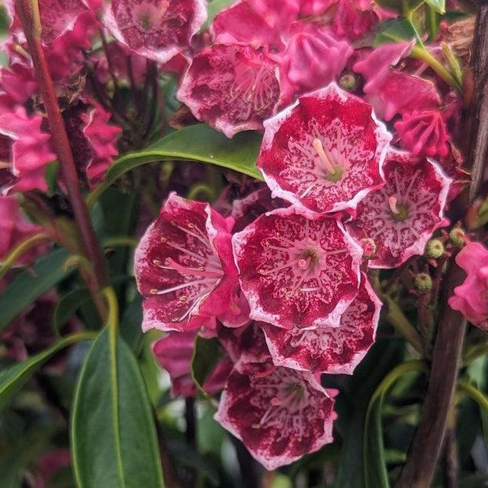 Mountain Laurel, Kaleidoscope Mountain Laurel