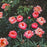 Peony, Coral Sunset Peony