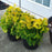 False Cypress, Golden Hinoki False Cypress