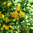 Goldenrod, Grass-leaved Goldenrod
