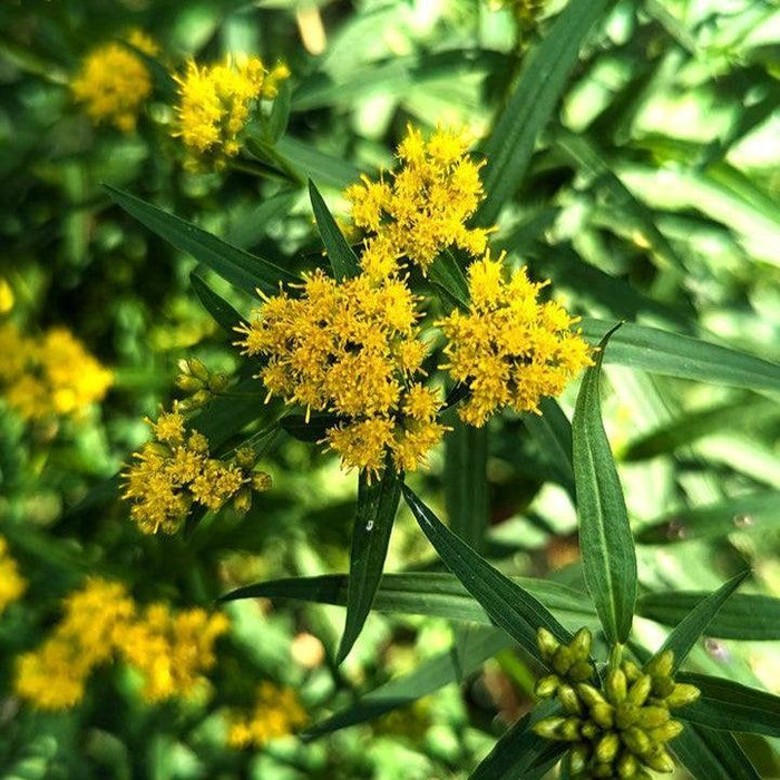 Goldenrod, Grass-leaved Goldenrod