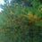 Pine, White Pine